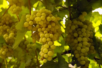 Ripe juicy grapes on branch growing in vineyard