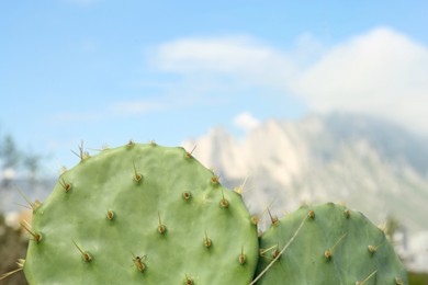 Photo of Beautiful cacti and mountains on background, closeup. Space for text