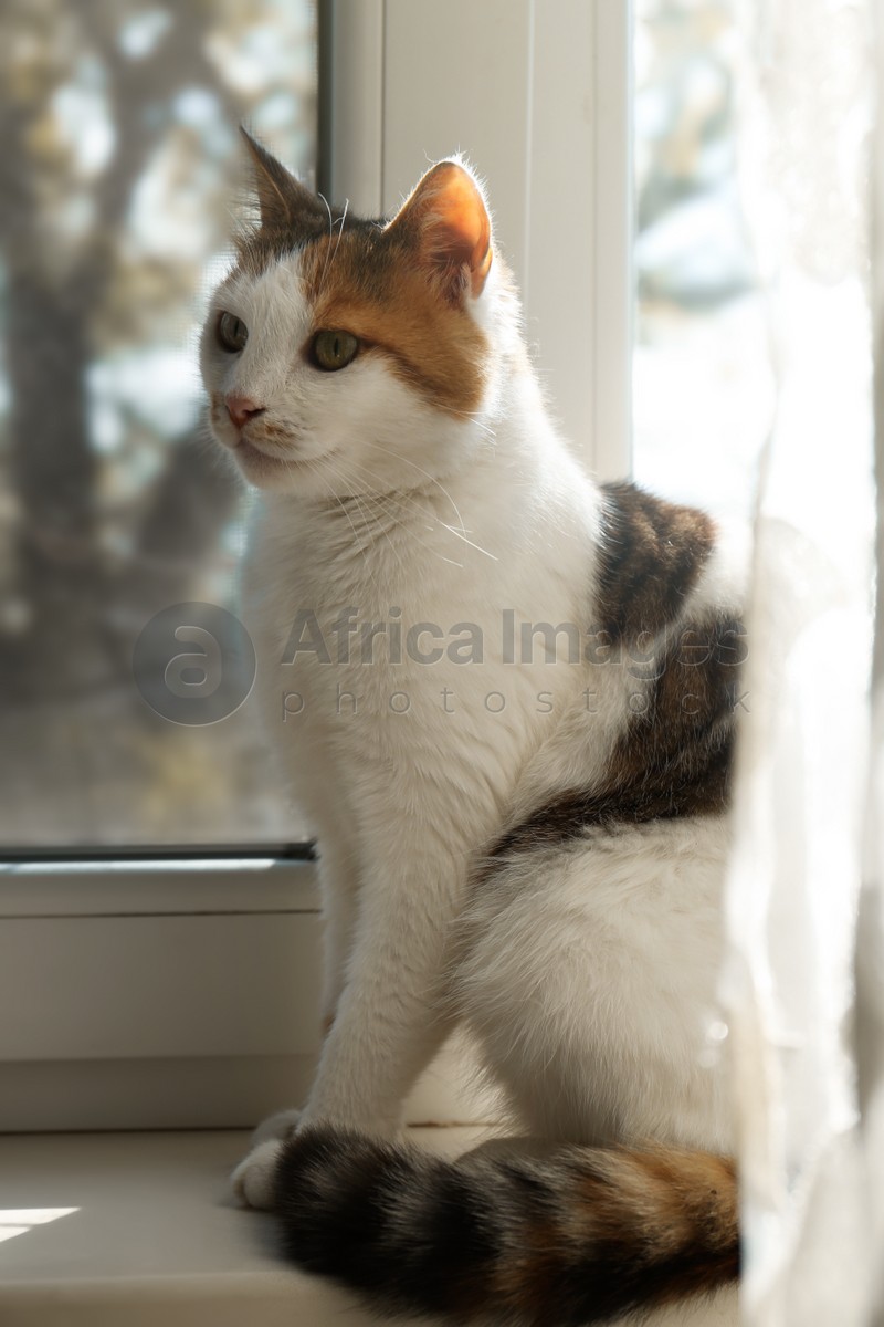Cute cat sitting on window sill at home
