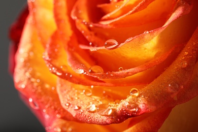 Closeup view of beautiful blooming rose with dew drops on grey background