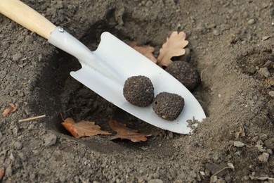 Photo of Shovel with fresh truffles in pit, closeup view