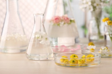 Different flowers in laboratory glassware, focus on Petri dish with yellow buttercup buds, space for text. Essential oil extraction
