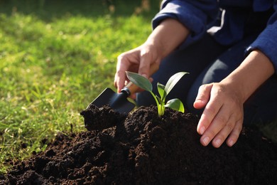 Woman planting tree seedling into fertile soil, closeup. Space for text