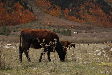 Photo of Cow grazing on meadow in mountains outdoors