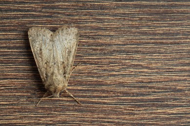 Paradrina clavipalpis moth on wooden background, top view. Space for text