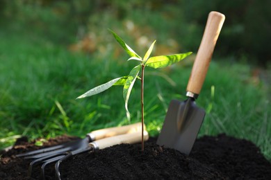Photo of Seedling growing in fresh soil and gardening tools outdoors. Planting tree