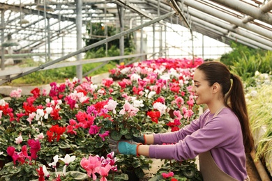 Young woman taking care of flowers in greenhouse. Home gardening