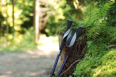 Trekking poles outdoors, space for text. Hiking accessory