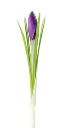 Beautiful purple crocus flower isolated on white. Spring season