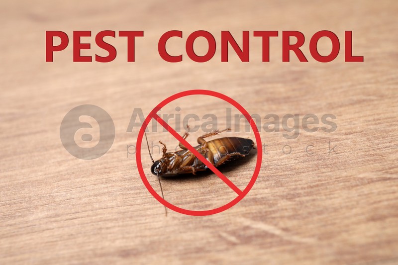Dead cockroach with red prohibition sign on wooden floor. Pest control