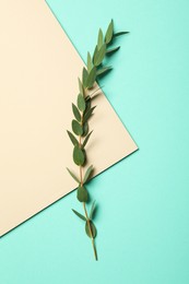 Eucalyptus branch with fresh green leaves on color background, top view