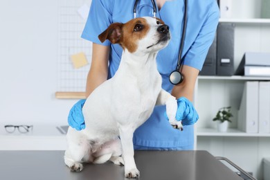 Photo of Veterinarian applying bandage onto dog's paw at table in clinic, closeup