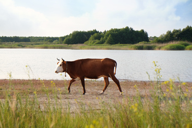 Photo of View of beautiful cow on meadow near lake
