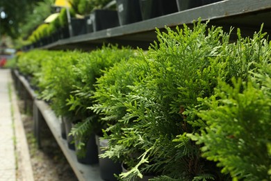 Photo of Many beautiful potted evergreen thuja trees on rack outdoors