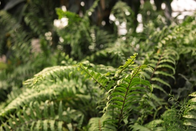 Photo of Growing fern with green leaves as background. Home gardening