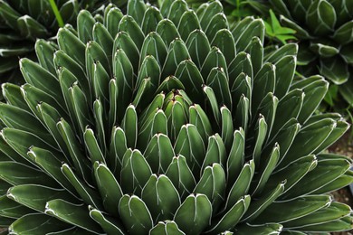 Beautiful green agave growing outdoors. Succulent plant