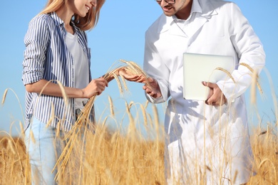Agronomist with farmer in wheat field, closeup. Cereal grain crop