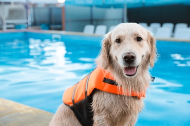 Dog rescuer in life vest near swimming pool outdoors, closeup