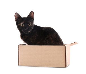 Photo of Cute black cat sitting in cardboard box on white background
