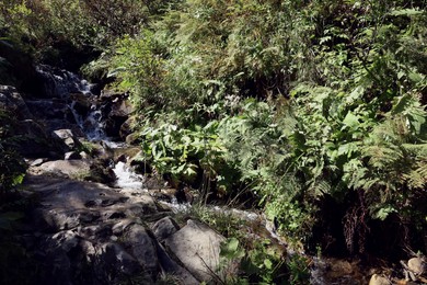 Picturesque view of small stream running in mountain forest