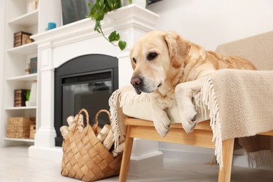 Photo of Cute Labrador Retriever resting on cozy armchair in room