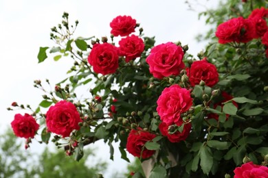 Beautiful blooming rose bush with pink flowers outdoors