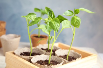 Photo of Peat pots with vegetable seedlings in wooden crate against blue background