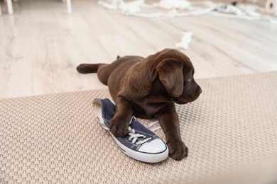 Chocolate Labrador Retriever puppy playing with sneaker on carpet indoors