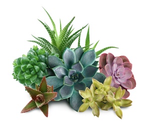 Image of Collection of different beautiful succulents on white background