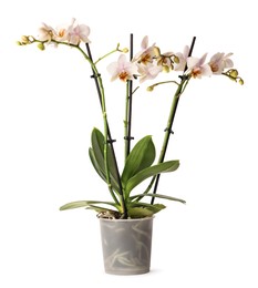 Photo of Beautiful orchid flowers in pot on white background