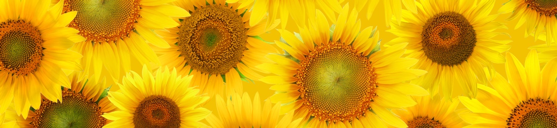 Many bright sunflowers as background. Banner design 
