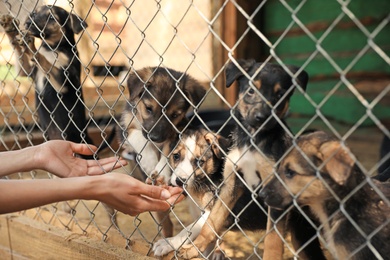 Woman near cage with homeless dogs in animal shelter, closeup. Concept of volunteering