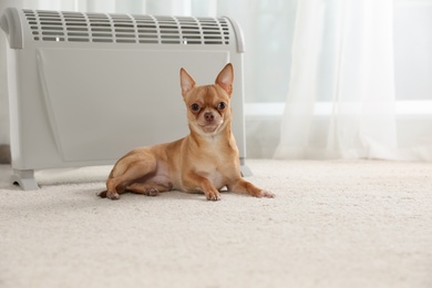 Chihuahua dog lying on floor near electric heater in bright room