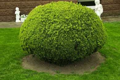 Photo of Beautifully trimmed green conifer shrub in backyard of house