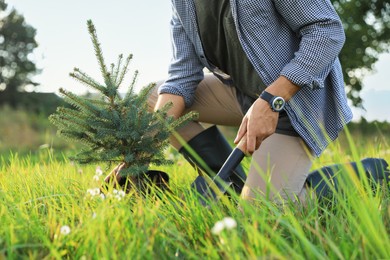 Man planting conifer tree in meadow, closeup