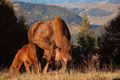 Brown horses grazing in mountains on sunny day. Beautiful pets