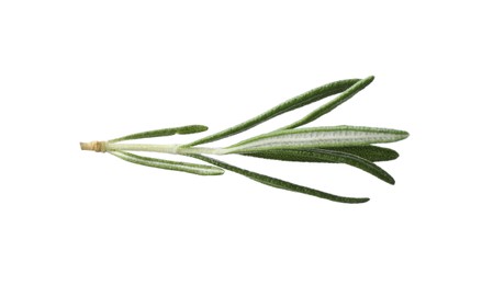 Aromatic fresh green rosemary isolated on white