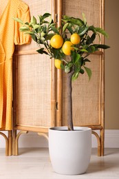 Idea for minimalist interior design. Small potted lemon tree with fruits near folding screen indoors