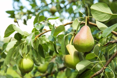 Branch of pear tree with fruits, closeup