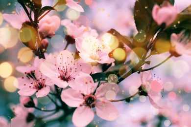 Image of Closeup view of blossoming tree outdoors on spring day