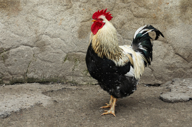 Photo of Big beautiful rooster in yard. Domestic animal