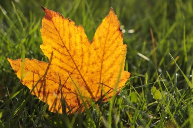 Beautiful fallen leaf among green grass outdoors on sunny autumn day, closeup