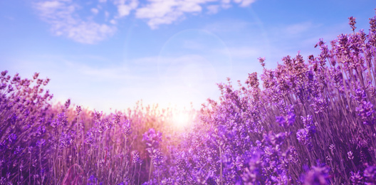 Sunlit lavender field under blue sky, banner design  