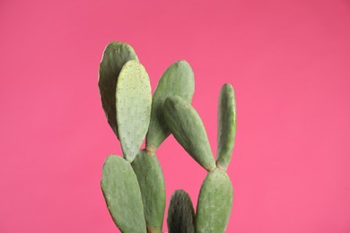 Beautiful cactus on pink background. Tropical plant