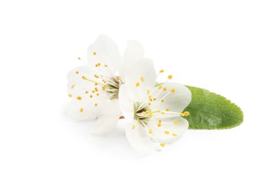 Beautiful cherry blossoms with green leaf isolated on white