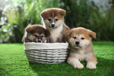 Cute Akita Inu puppies on green grass outdoors