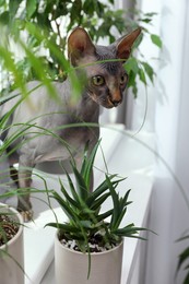 Sphynx cat on windowsill near houseplants indoors