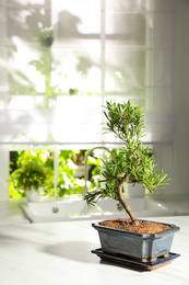 Japanese bonsai plant on white table in kitchen, space for text. Creating zen atmosphere at home