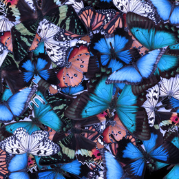 Image of Many different bright butterflies as background. Beautiful insect