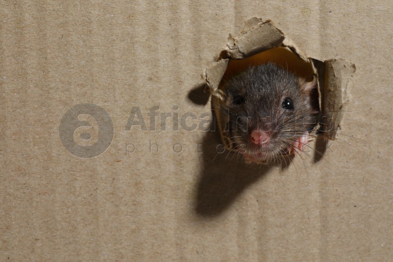 Photo of Cute rat looking through hole in cardboard sheet, space for text